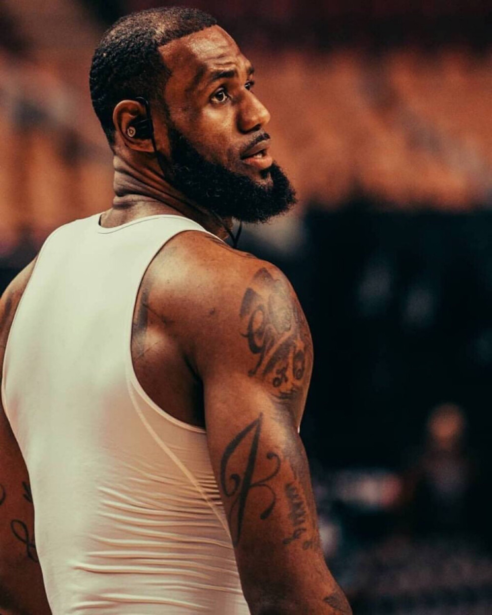 多伦多蓝鸟 多伦多蓝鸟